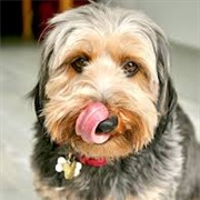 Dorkie Dog