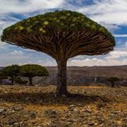 Firmhin, Socotra