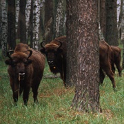 Okskiy Biosphere Reserve, Russia