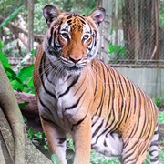 Zoo Negara, Ampang, Malaysia