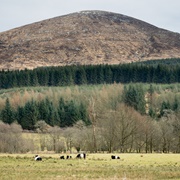 Cairnsmore of Fleet National Nature Reserve, Scotland