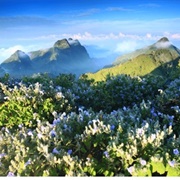 Doi Luang Chiang Dao Biosphere Reserve, Thailand