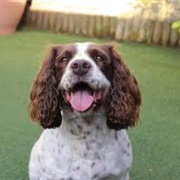 English Springer Spaniel