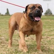 Boerboel