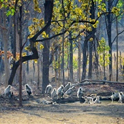 Pench National Park, India