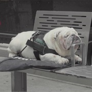 S2.E5: How to Remember Your Dreams