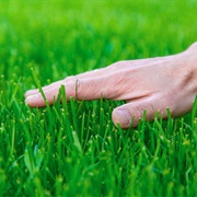 Ripping Up Grass From the Soccer Field