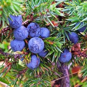 Fresh Juniper Berries