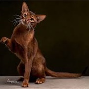 Abyssinian Cat