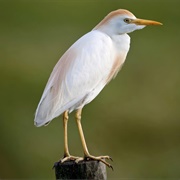 Western Cattle-Egret