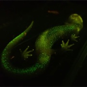 Luminous Salamander