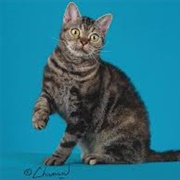 American Wirehair Cat