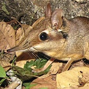 Four-Toed Elephant Shrew