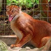 Borneo Bay Cat