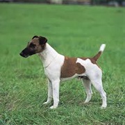 Smooth Fox Terrier