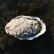 "Eastern Oyster
