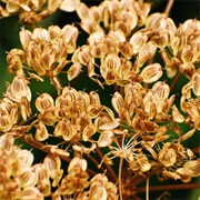 Hogweed Seeds