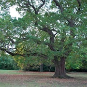 The Gilwell Oak