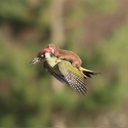 Weasel Riding Woodpecker Photo
