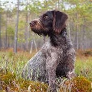 German Wirehaired Pointer
