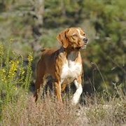 Portuguese Pointer