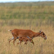 Chyornye Zemli Nature Reserve, Russia