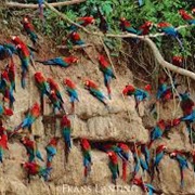 Collpa De Guacamayos Colorado