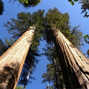 Giant Trees