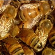 S2.E2: Honey/Fibre-Optics/Bricks/Pipe Organs