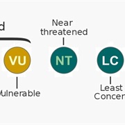 Near Threatened Status