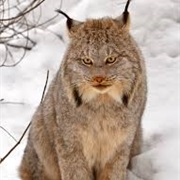 Canada Lynx