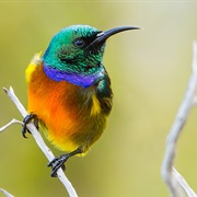 Orange-Breasted Sunbird