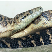 Jamaica Boa
