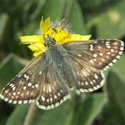 Yellow Banded Skipper