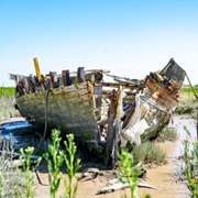 Graveyard of Lost Species