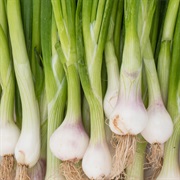Green Onion