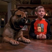 S3.E17: Dewey's Dog
