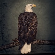 Clutch - Paper & Strife