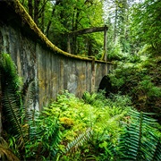 Moran State Park Old-Growth Forest, Orcas Island