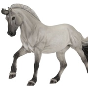 Norwegian Fjord Mare