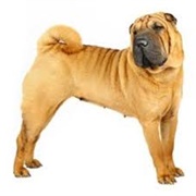 Miniature Shar Pei