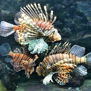 Bermuda Aquarium, Museum and Zoo