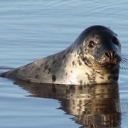 Gray Seals of Donna Nook