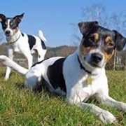 Danish-Swedish Farmdog