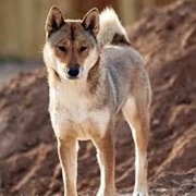 Shikoku Dog