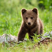 See a Baby Bear in the Wild