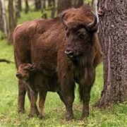 Prioksko-Terrasny Nature Biosphere Reserve, Russia