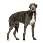 Scottish Deerhound