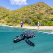 St Mary's Biosphere Reserve, Saint Kitts & Nevis