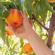 Peach Picking